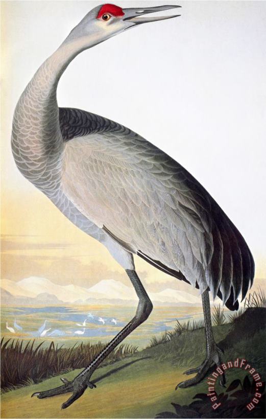 John James Audubon Audubon Sandhill Crane Art Print