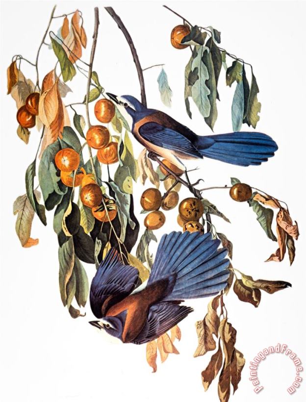 Audubon Scrub Jay 1827 38 painting - John James Audubon Audubon Scrub Jay 1827 38 Art Print