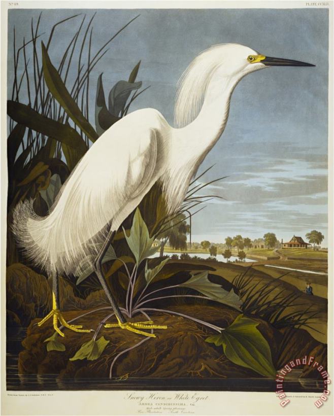 Audubon Snowy Heron Or White Egret Snowy Egret painting - John James Audubon Audubon Snowy Heron Or White Egret Snowy Egret Art Print