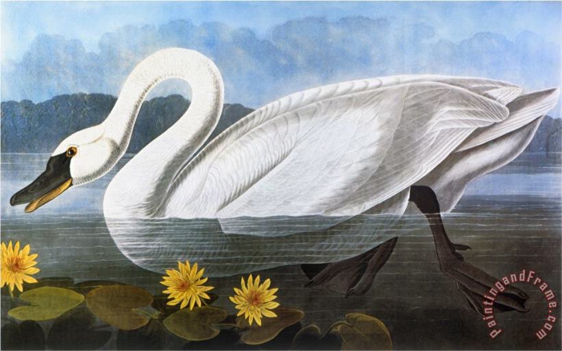 Audubon Swan 1827 painting - John James Audubon Audubon Swan 1827 Art Print