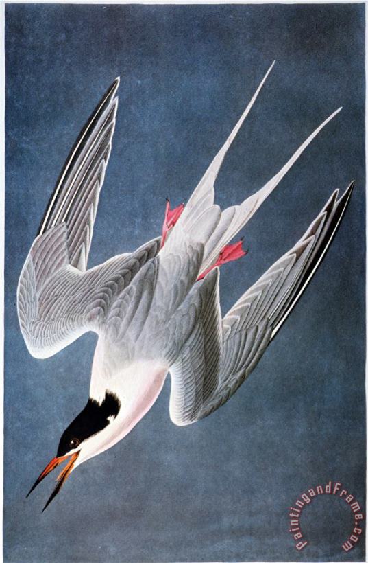 Audubon Tern painting - John James Audubon Audubon Tern Art Print