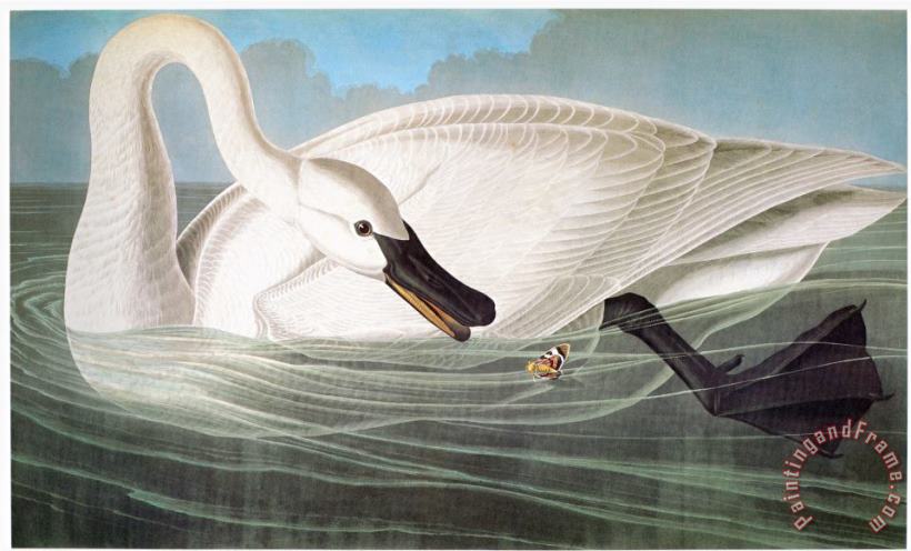 Audubon Trumpeter Swan painting - John James Audubon Audubon Trumpeter Swan Art Print