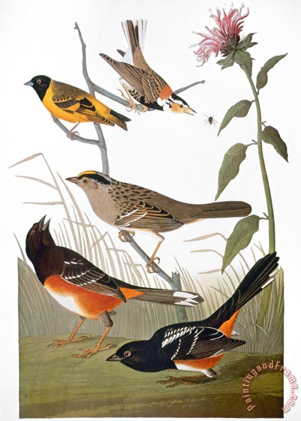 John James Audubon Audubon Various Birds Art Painting
