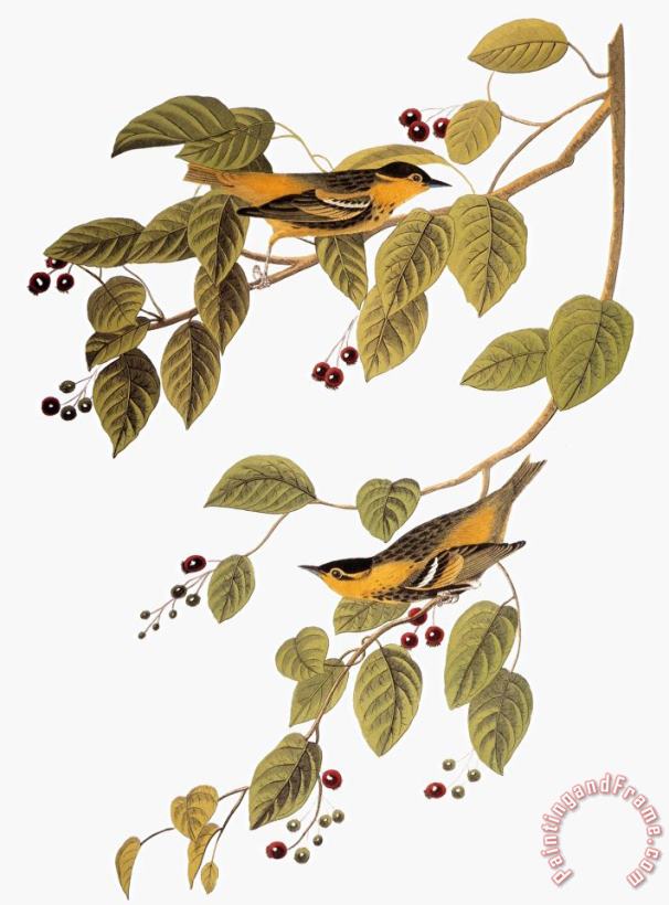 John James Audubon Audubon Warbler Art Painting