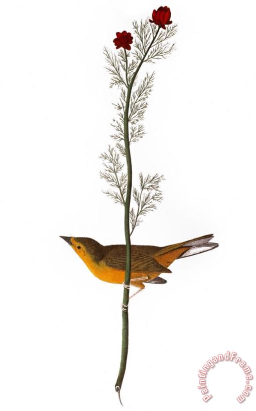 John James Audubon Audubon Warbler 1827 Art Print