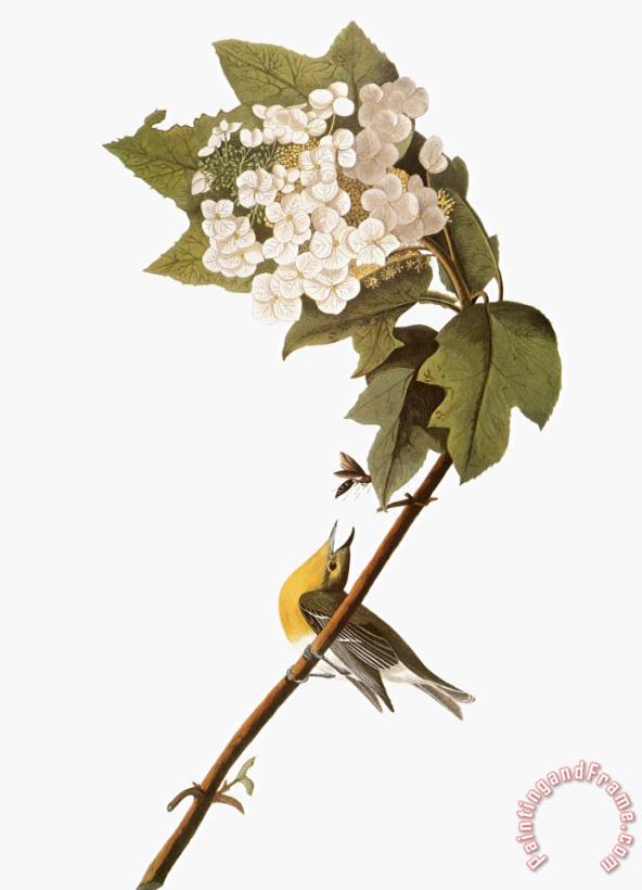 John James Audubon Audubon Warbler 1827 38 Art Print