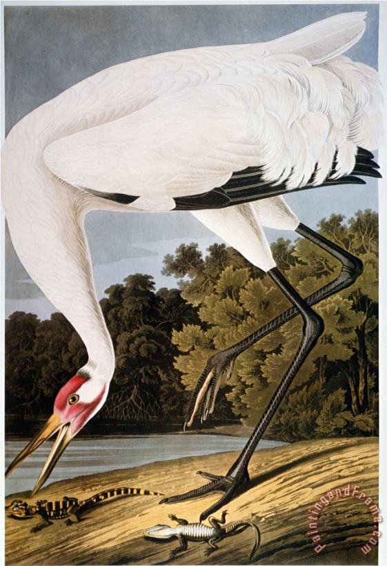 Audubon Whooping Crane painting - John James Audubon Audubon Whooping Crane Art Print