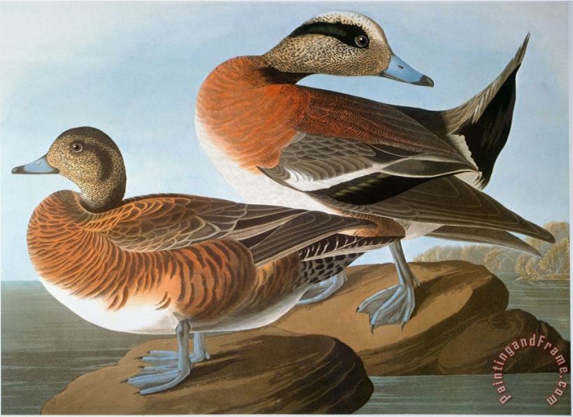 Audubon Wigeon 1827 38 painting - John James Audubon Audubon Wigeon 1827 38 Art Print