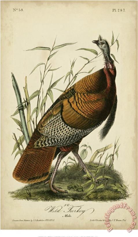 John James Audubon Audubon Wild Turkey Art Print