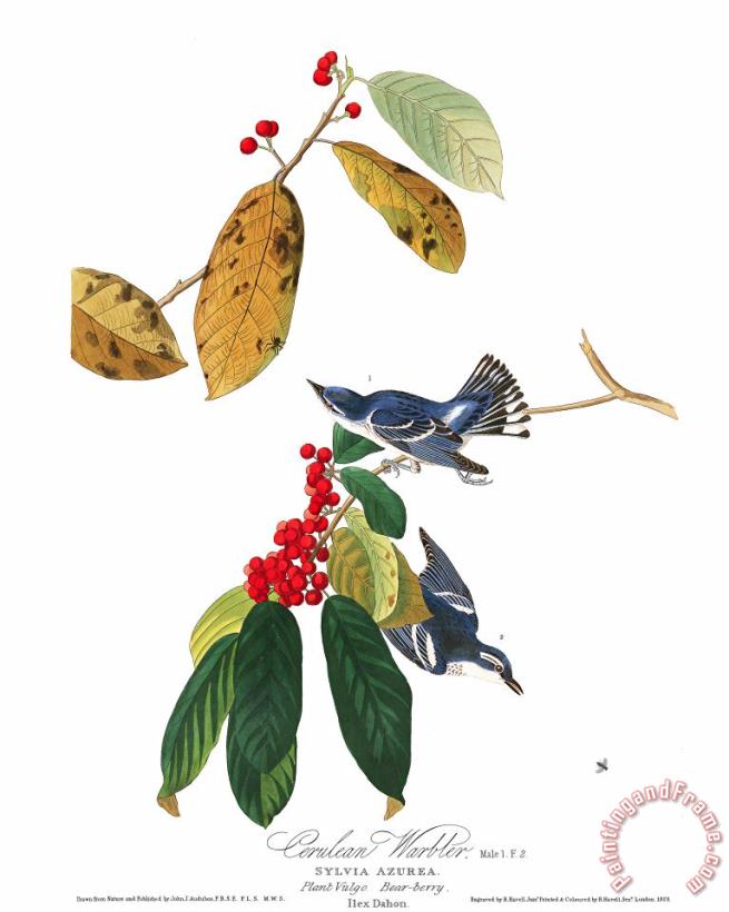 John James Audubon Azure Warbler Art Painting