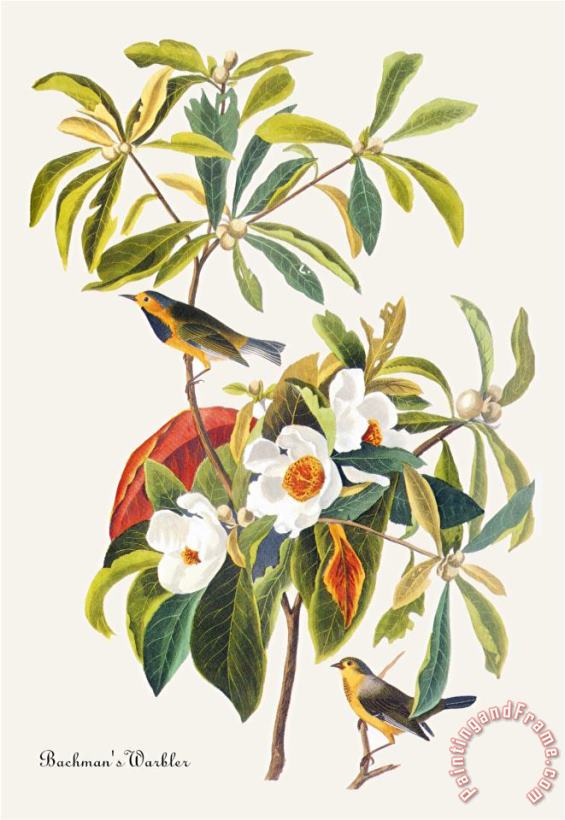 Bachman S Warbler painting - John James Audubon Bachman S Warbler Art Print