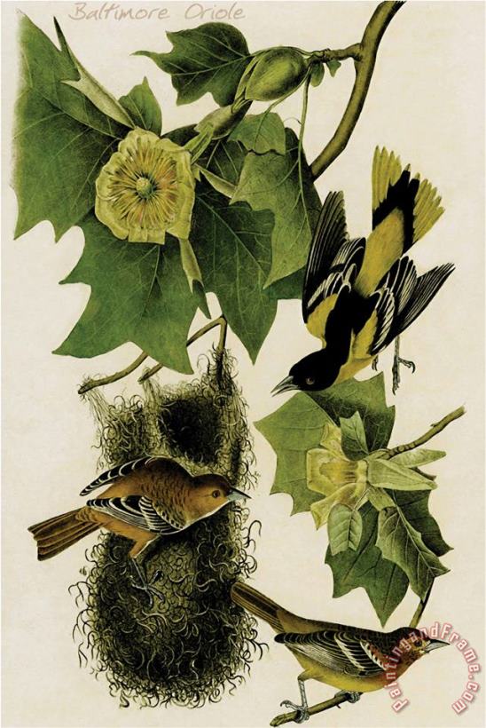 Baltimore Oriole painting - John James Audubon Baltimore Oriole Art Print