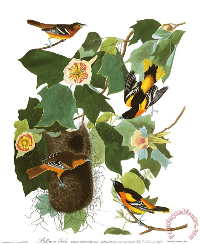 John James Audubon Baltimore Oriole Art Painting