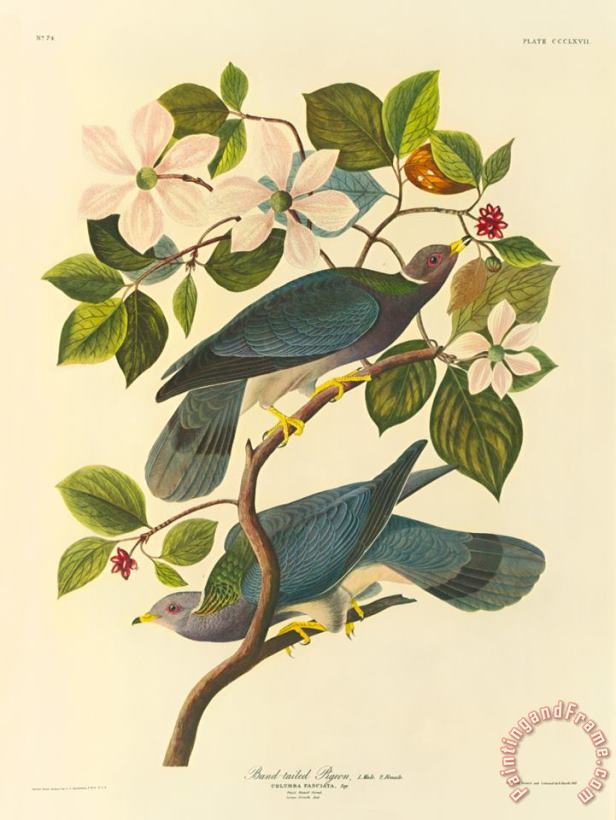 John James Audubon Band Tailed Pigeon Art Painting
