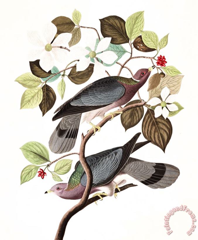 John James Audubon Band Tailed Pigeon Art Painting