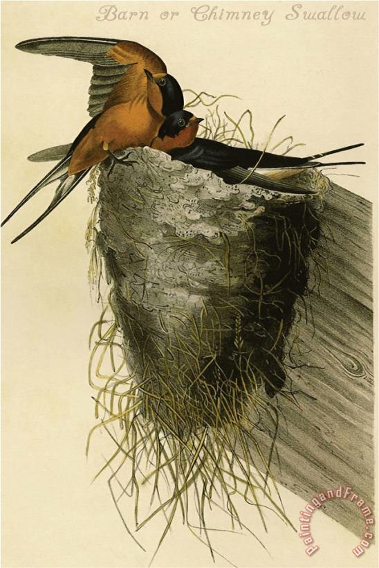 John James Audubon Barn Or Chimney Swallow Art Painting