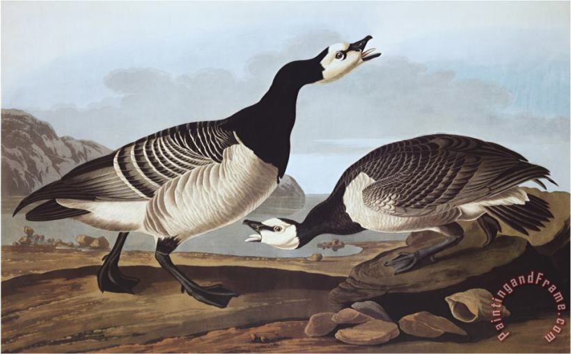 John James Audubon Barnacle Goose Art Print