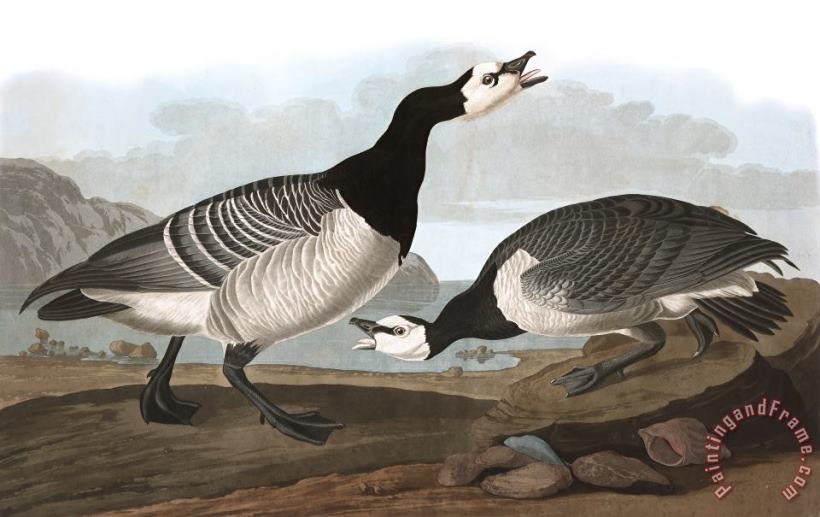 Barnacle Goose painting - John James Audubon Barnacle Goose Art Print