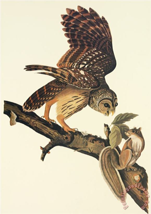 Barred Owl painting - John James Audubon Barred Owl Art Print