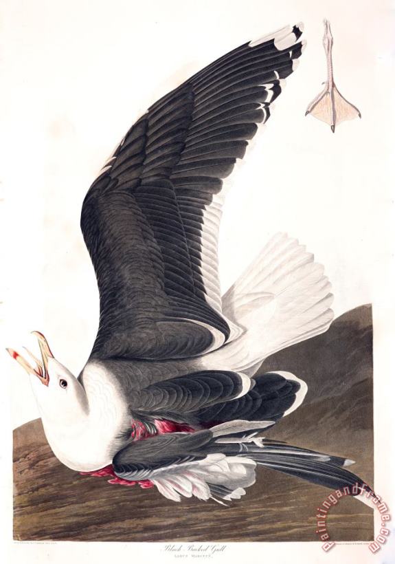 Black Backed Gull painting - John James Audubon Black Backed Gull Art Print