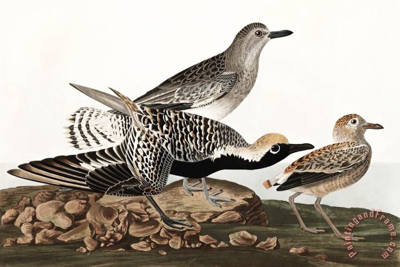 John James Audubon Black Bellied Plover Art Print