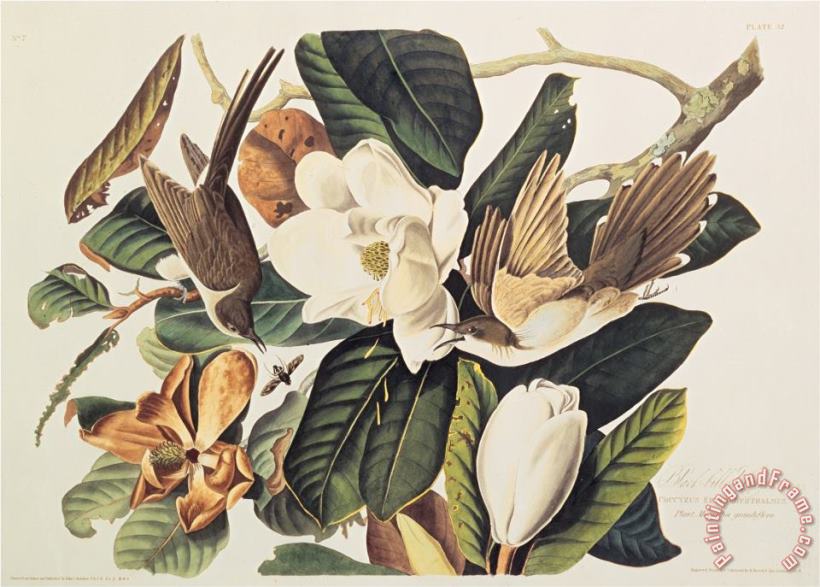 John James Audubon Black Billed Cuckoo on Magnolia Grandiflora 1828 Art Painting