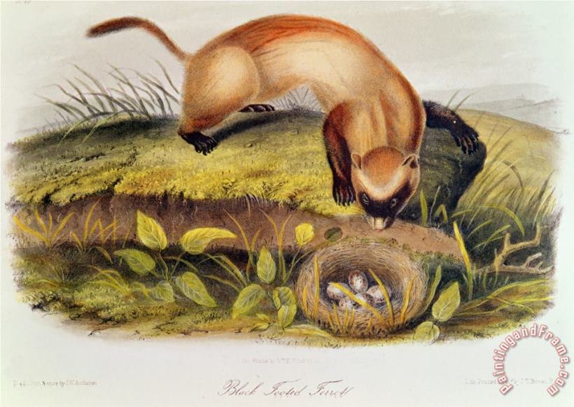 Black Footed Ferret From Quadrupeds of North America painting - John James Audubon Black Footed Ferret From Quadrupeds of North America Art Print