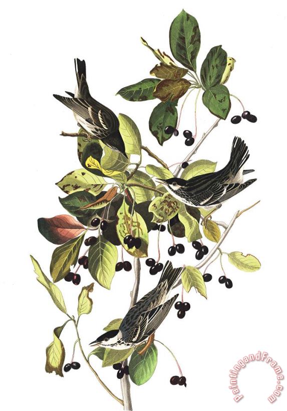 Black Poll Warbler painting - John James Audubon Black Poll Warbler Art Print