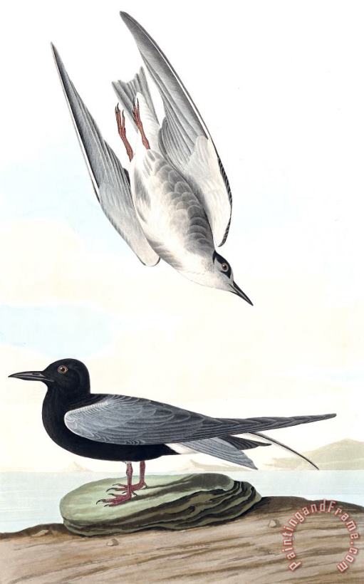 Black Tern painting - John James Audubon Black Tern Art Print