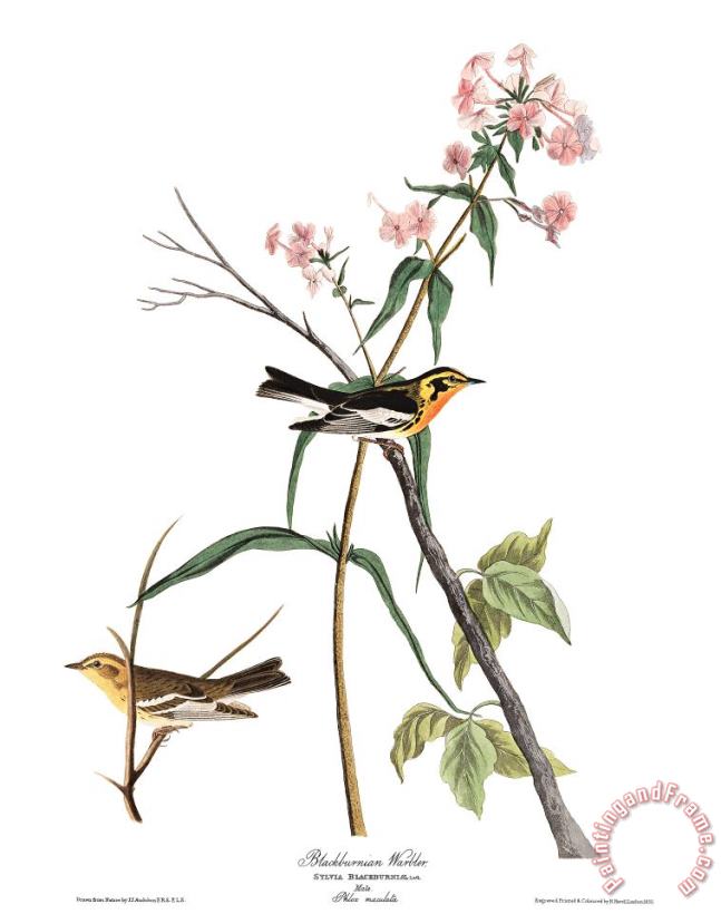 John James Audubon Blackburnian Warbler Art Painting