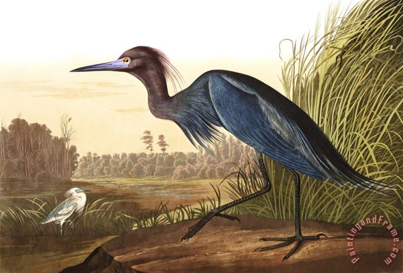 John James Audubon Blue Crane, Or Heron Art Print