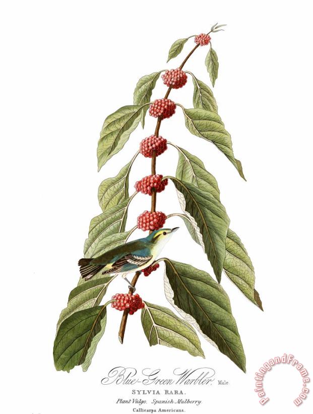 John James Audubon Blue Green Warbler Art Painting