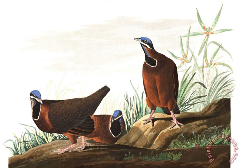John James Audubon Blue Headed Pigeon Art Painting