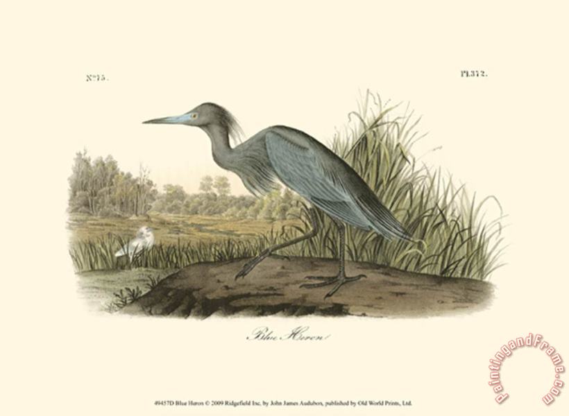 Blue Heron painting - John James Audubon Blue Heron Art Print