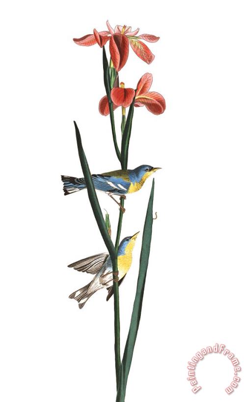 John James Audubon Blue Yellow Backed Warbler Art Painting