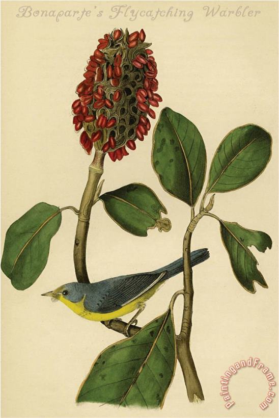 John James Audubon Bonaparte S Flycatching Warbler Art Painting
