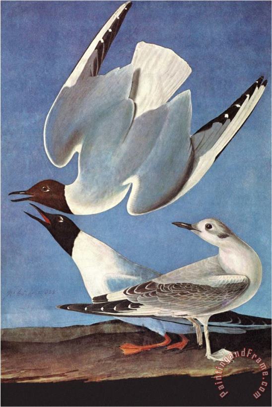 John James Audubon Bonapartes Gull Art Painting