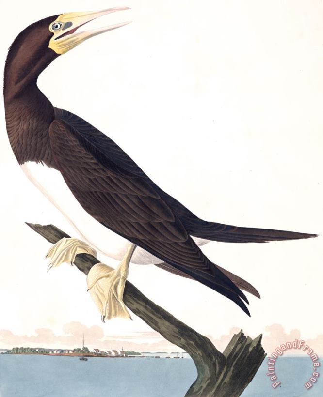 John James Audubon Booby Gannet Art Painting