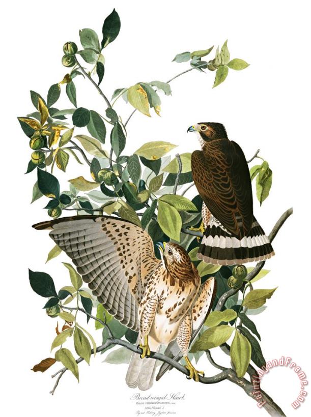 Broad Winged Hawk painting - John James Audubon Broad Winged Hawk Art Print