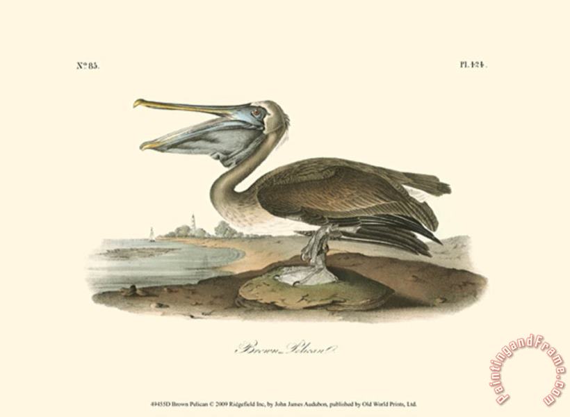 Brown Pelican painting - John James Audubon Brown Pelican Art Print