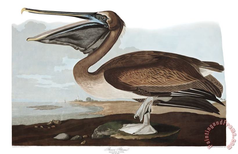 John James Audubon Brown Pelican Art Print