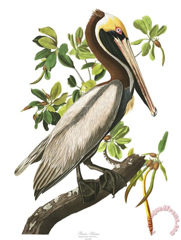 Brown Pelican painting - John James Audubon Brown Pelican Art Print