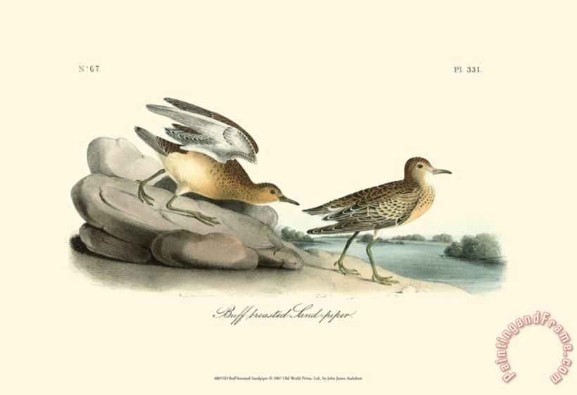 Buff Breasted Sandpiper painting - John James Audubon Buff Breasted Sandpiper Art Print