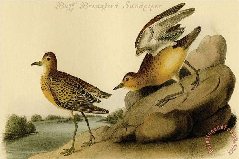 John James Audubon Buff Breastsed Sandpiper Art Painting
