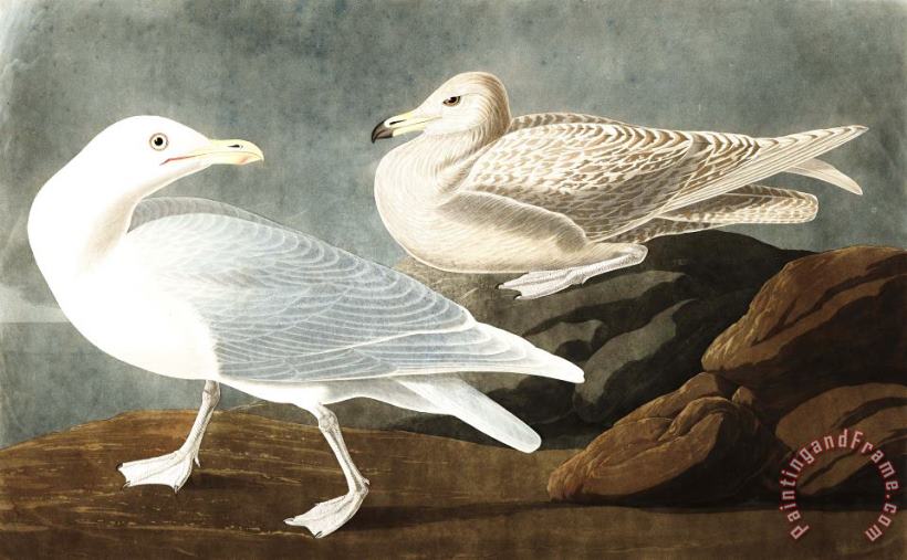 Burgomaster Gull painting - John James Audubon Burgomaster Gull Art Print