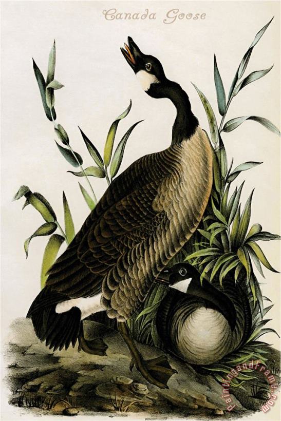 John James Audubon Canada Goose Art Painting