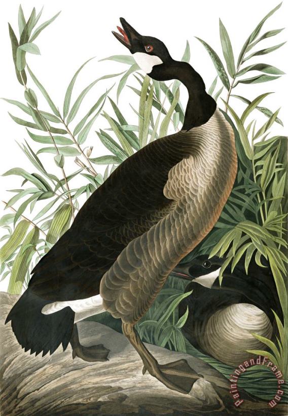 John James Audubon Canada Goose Art Painting
