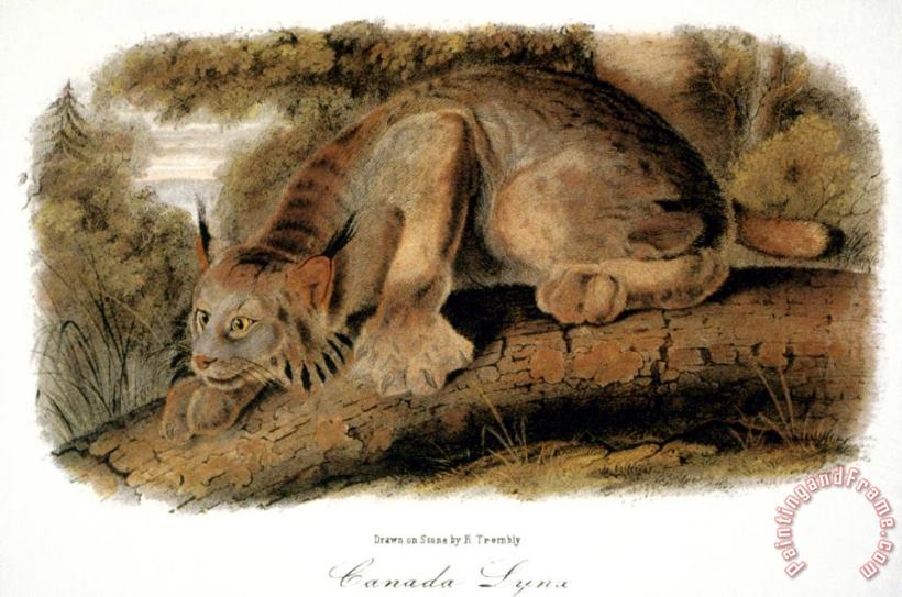 John James Audubon Canada Lynx 1846 Art Print