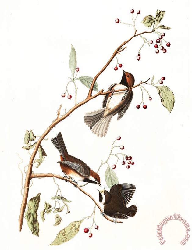 Canadian Titmouse painting - John James Audubon Canadian Titmouse Art Print