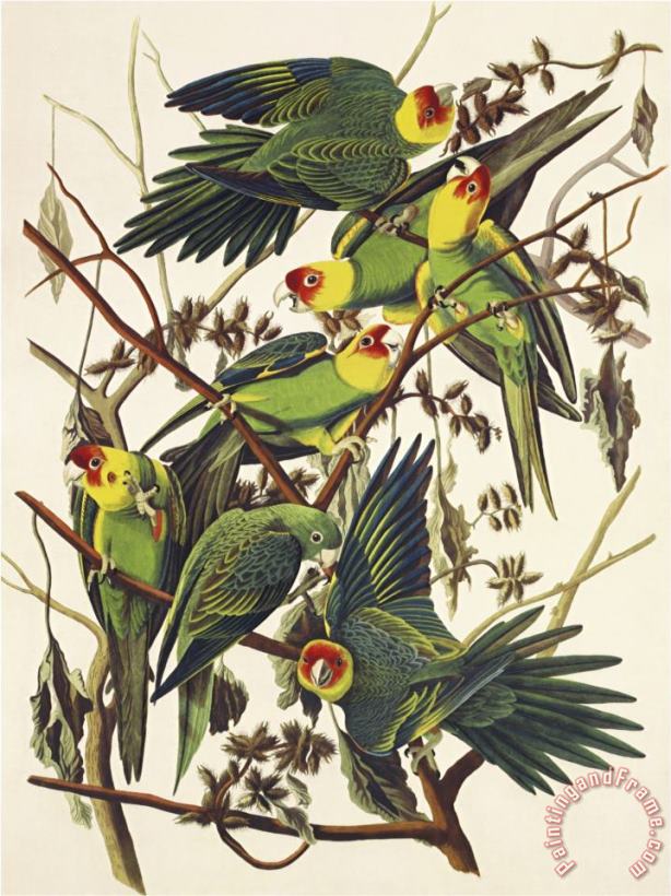 John James Audubon Carolina Parrot Art Painting